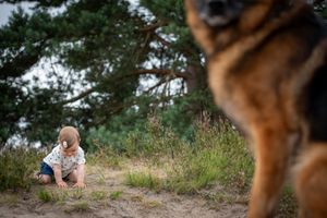 A German Shepherd watches from the foreground as a child plays in the distance.
