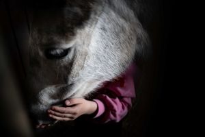 A young child in a pink jacket gently cradles the nose of a gray horse in a dimly lit stable.