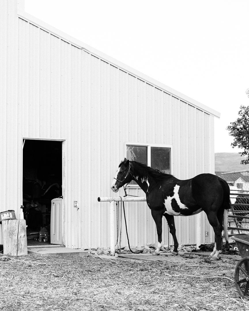 A horse stands calmly in front of several black panels displayed against a white barn wall.