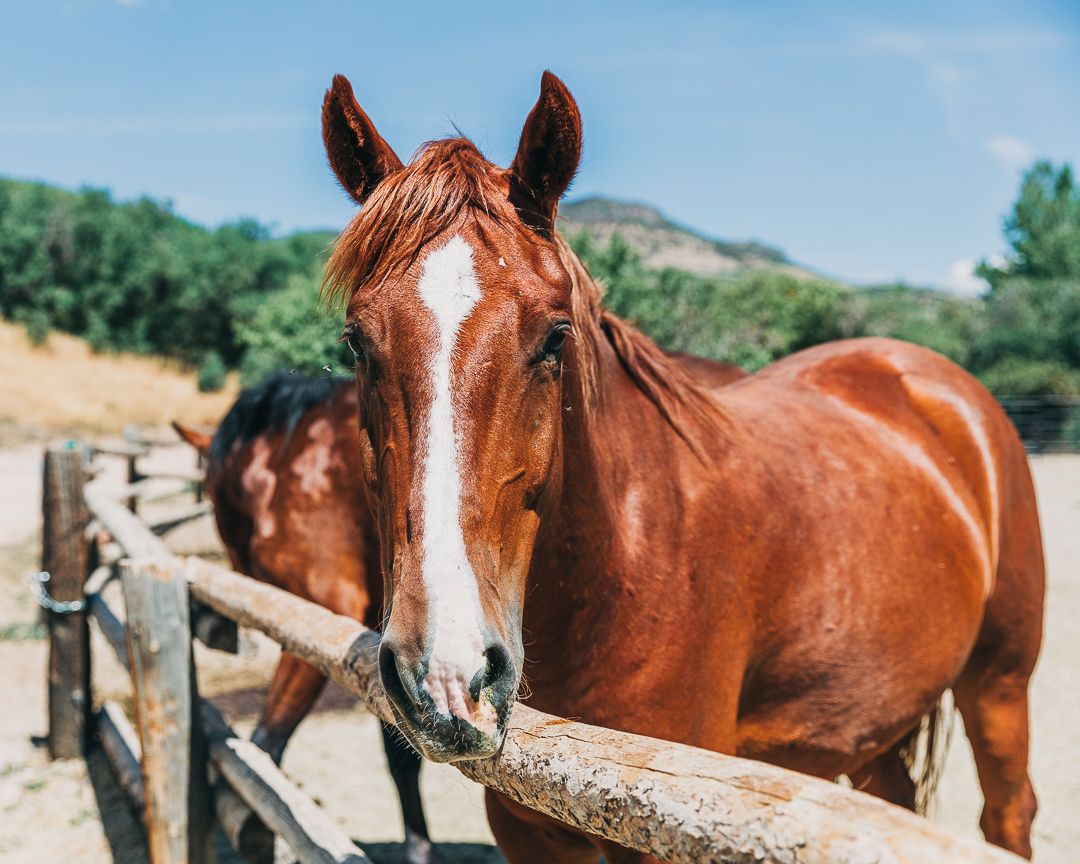 A beautiful chestnut horse drinking water from a wooden trough in a scenic countryside setting.