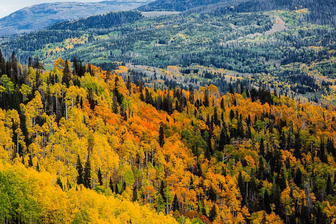 Scenic autumn mountain landscape with golden aspen trees and evergreen forest stretching across rolling hills.