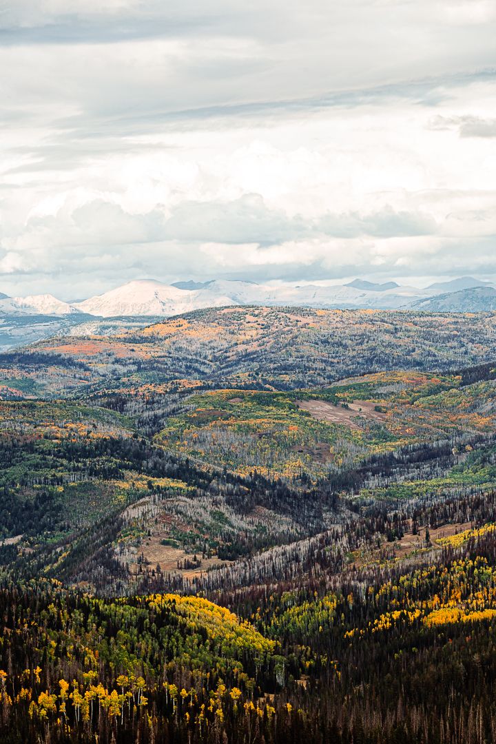 Panoramic mountain landscape with autumn colors showing golden aspen trees and evergreen forests in Colorado wilderness.
