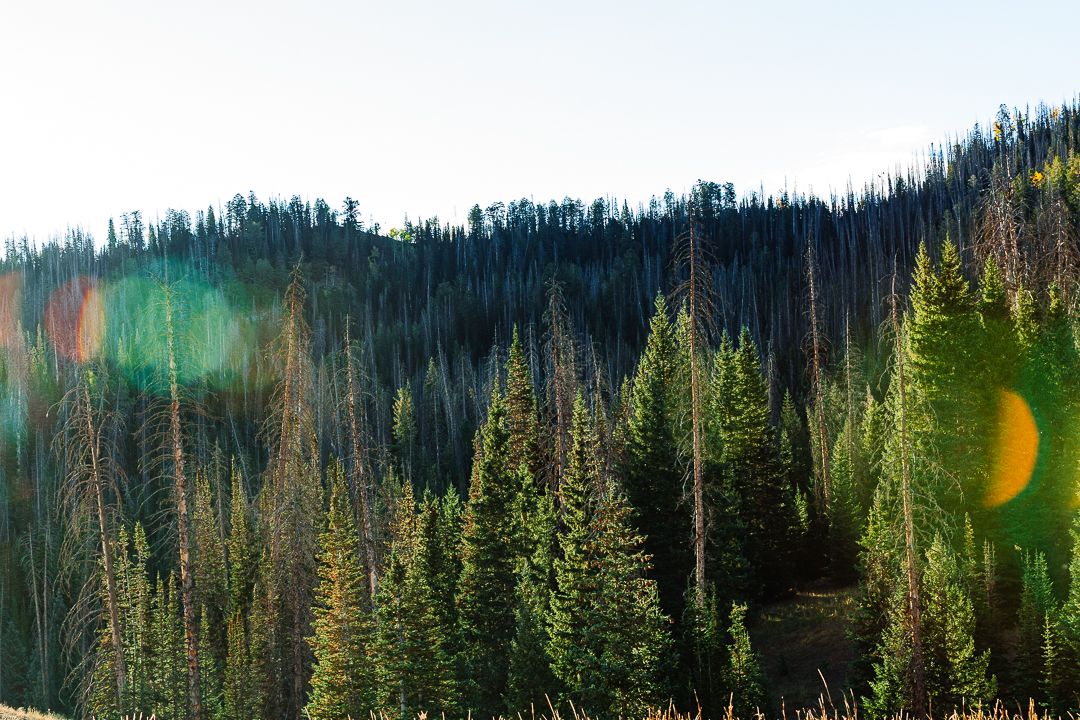 A panoramic view of dense evergreen forest with tall pine trees stretching across a mountainous landscape.