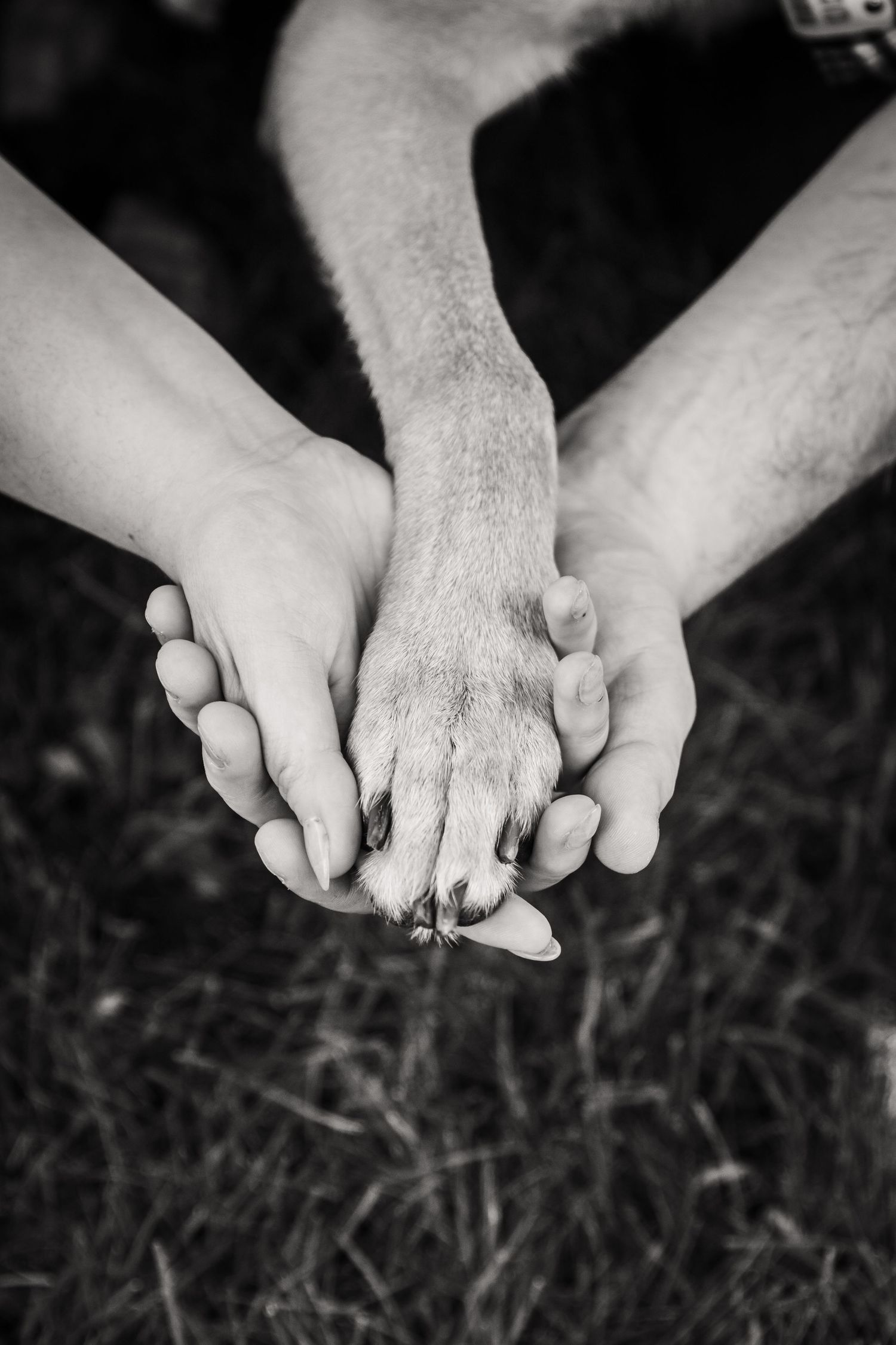 Black and white close-up series of hands holding paws, showing connection between human and pet.