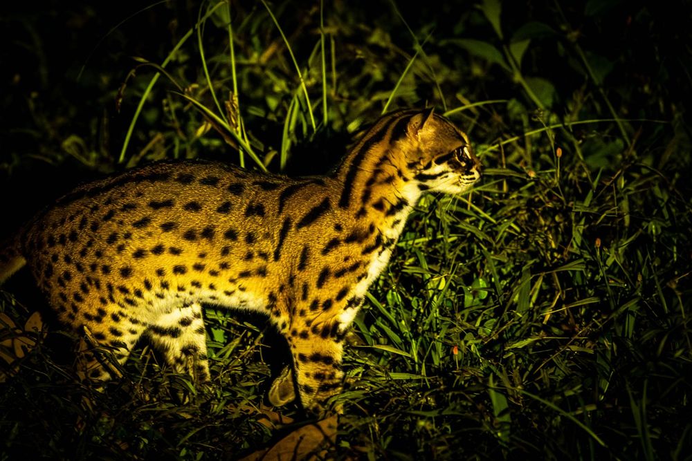 A spotted leopard cat with striking black markings walks alertly through grass in a dramatic nighttime scene.