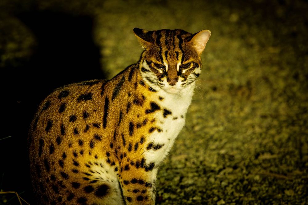 A leopard cat gazes directly at the camera in a dark nighttime outdoor setting.