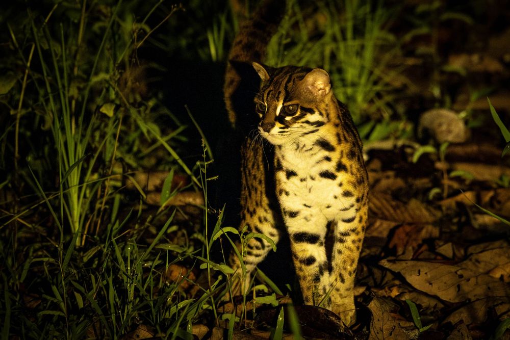 A wild spotted leopard cat stands alert among green grass and fallen leaves at night, illuminated by artificial light.