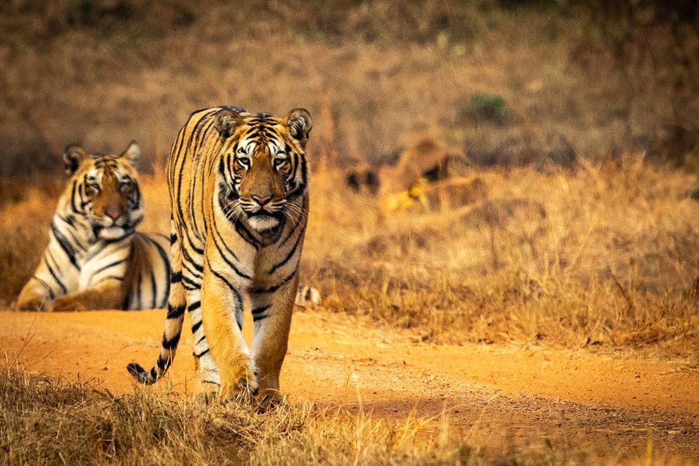 Two Bengal tigers walk along a dusty path through golden dry grasslands.