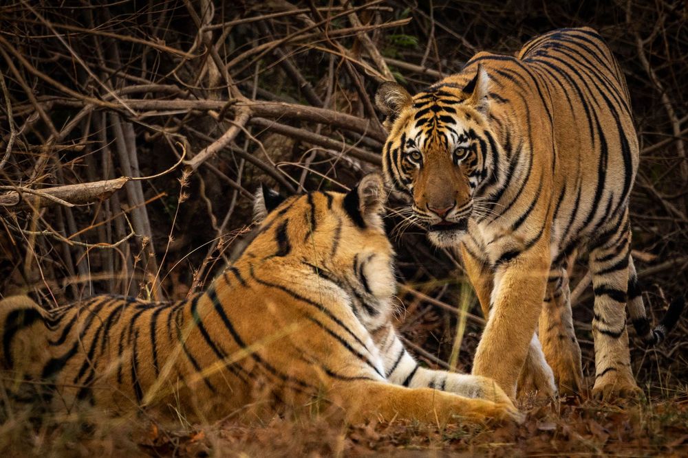 Two Bengal tigers interact closely among dry branches in a dark forest setting.