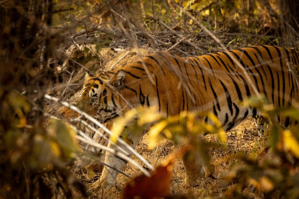 A Bengal tiger stalks through dense forest undergrowth, its orange and black striped coat camouflaged among autumn foliage.