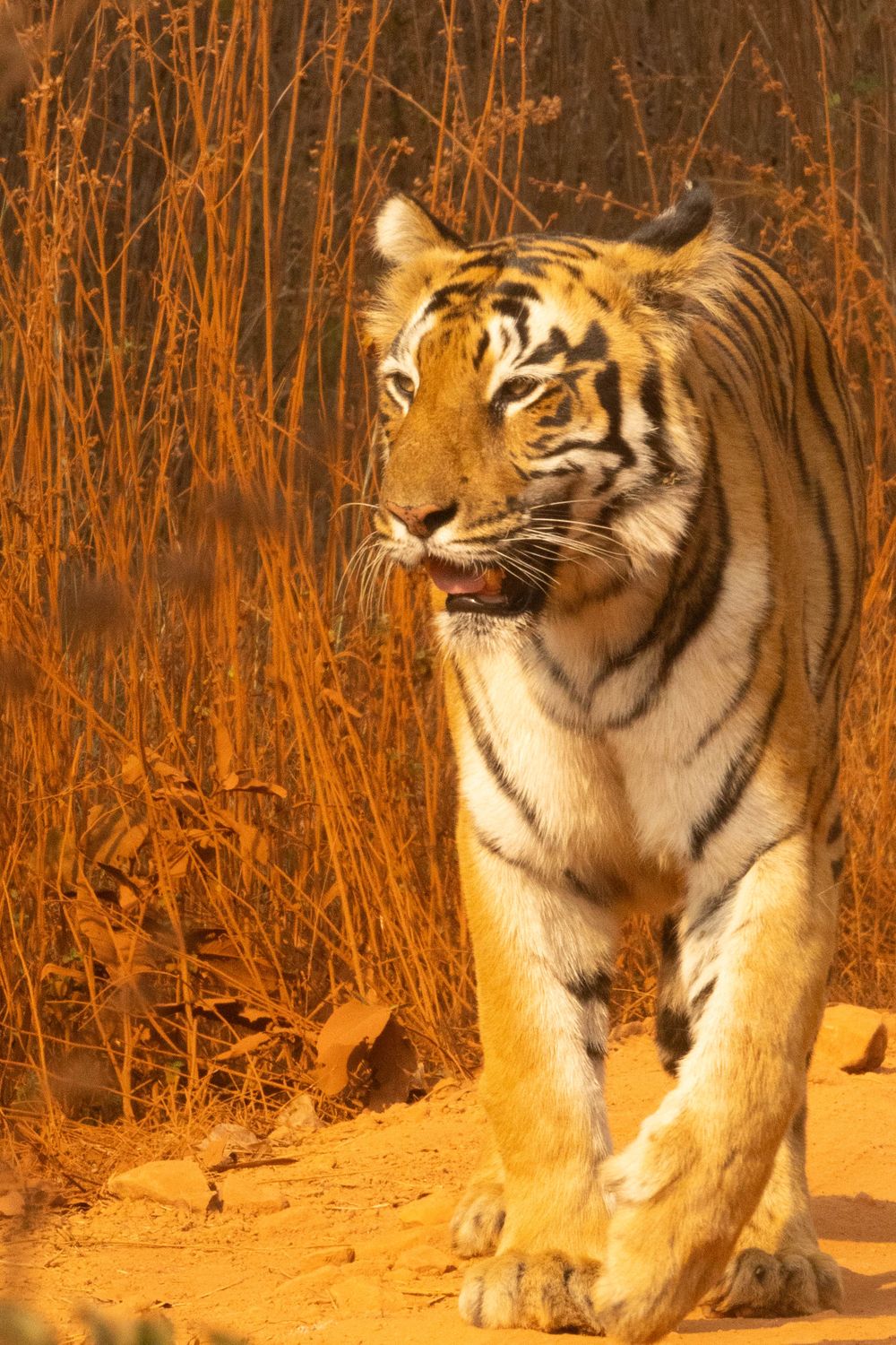 A Bengal tiger walks forward on sandy ground with dry golden grass in the background.