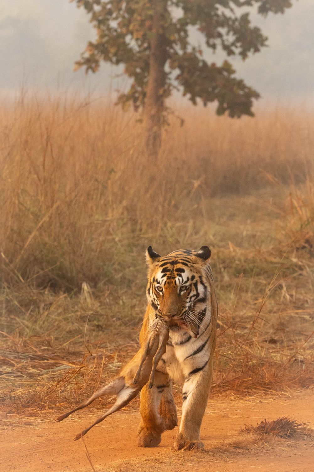 Bengal tiger carrying prey along a red sandy path with tall dry grass and misty tree background.