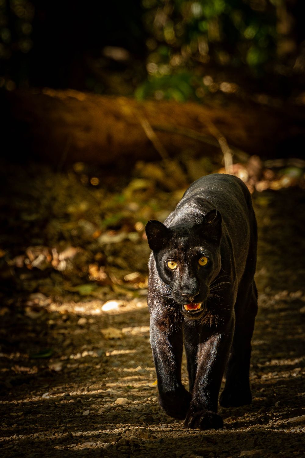 A black panther stalks forward through a dark forest, its piercing yellow eyes glowing as it walks toward the camera.