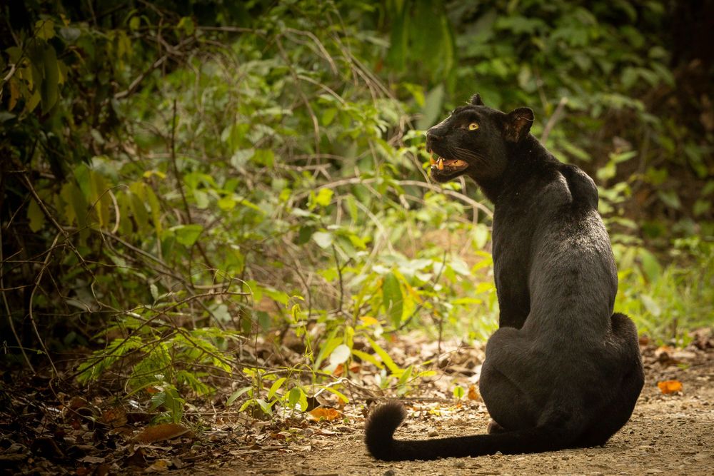 Black panther sitting on dirt path at forest edge, mouth open, glancing sideways with intense yellow eyes.