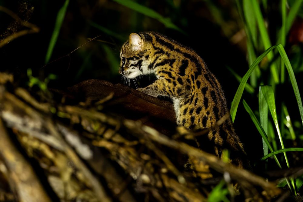 A leopard cat climbs over fallen branches amid lush green vegetation at night.
