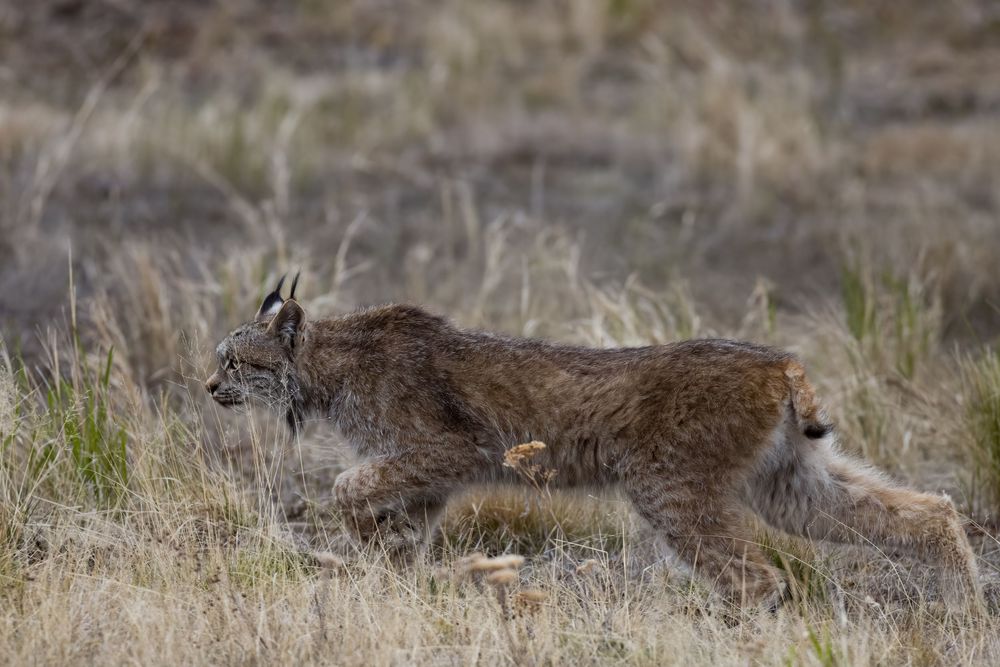 A lynx sprints through dry golden grassland, captured mid-stride in a natural wildlife habitat.