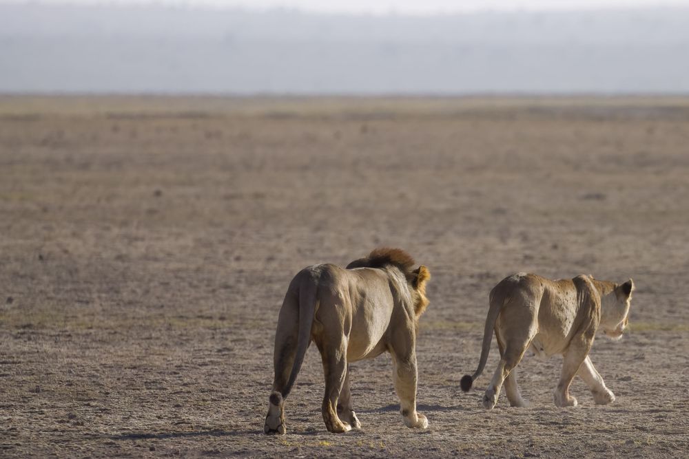 Male and female lions walk across vast open African plains with misty horizon in background.