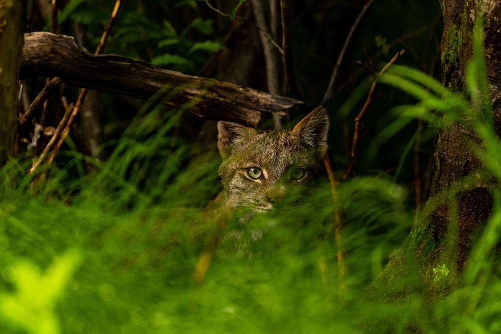 A wild lynx with piercing green eyes peers through lush forest undergrowth in dim woodland light.