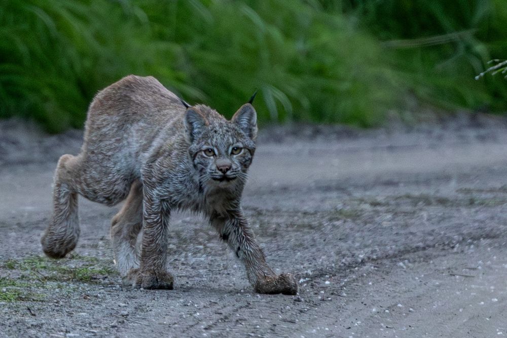 A Canada lynx kitten walking along a gravel path surrounded by green grass.