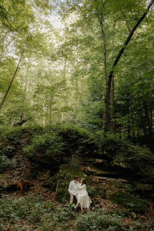 A lush green forest scene with sunlight filtering through the dense canopy of trees.