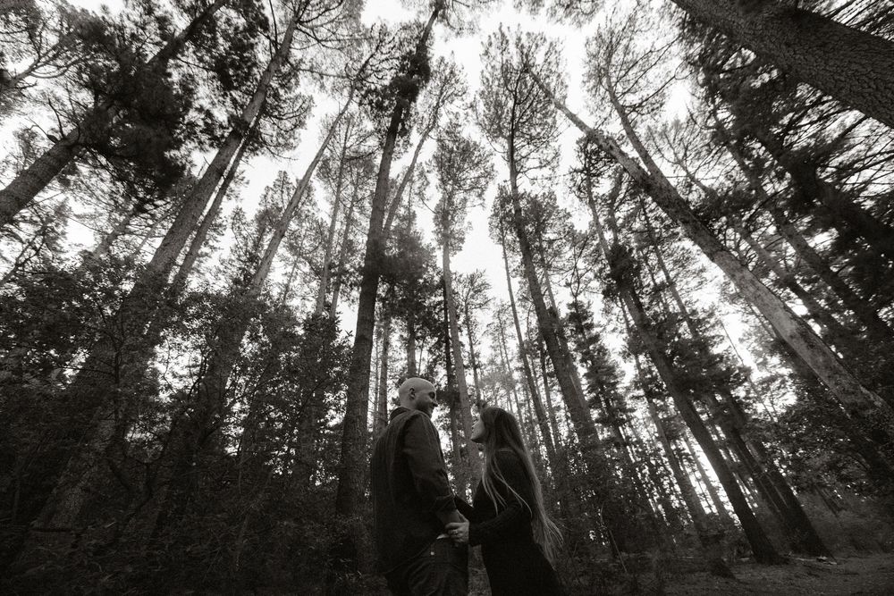 Black and white photo of a couple embracing in a tall pine forest, with towering trees stretching toward the sky above them.