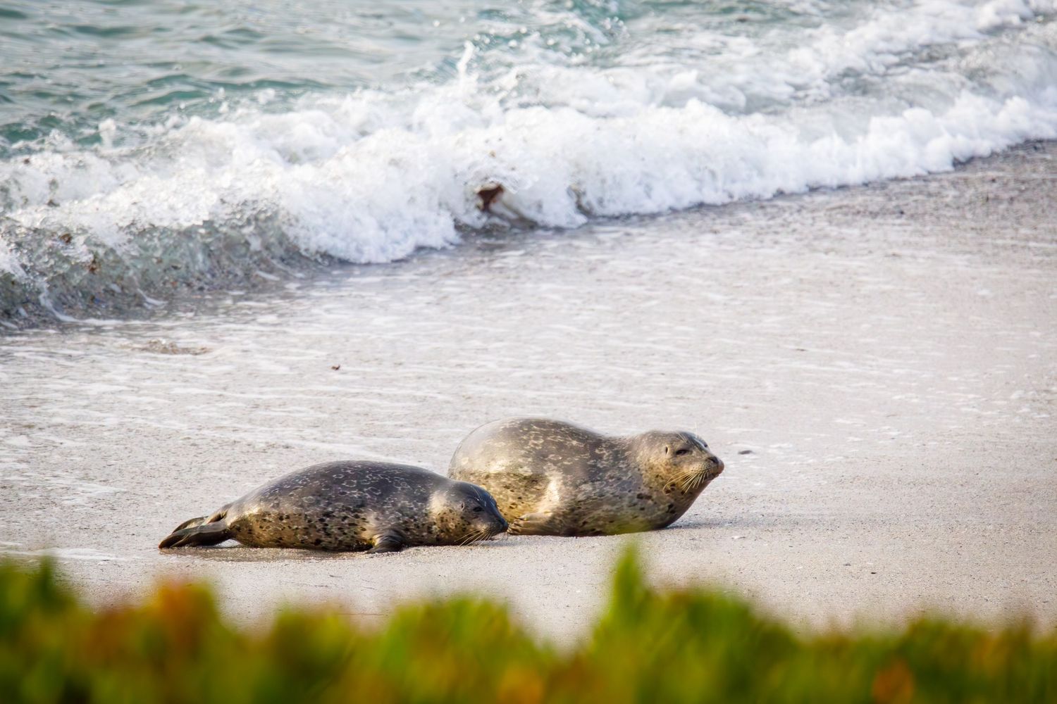 Two harbor seals resting on a sandy beach with ocean waves crashing in the background.