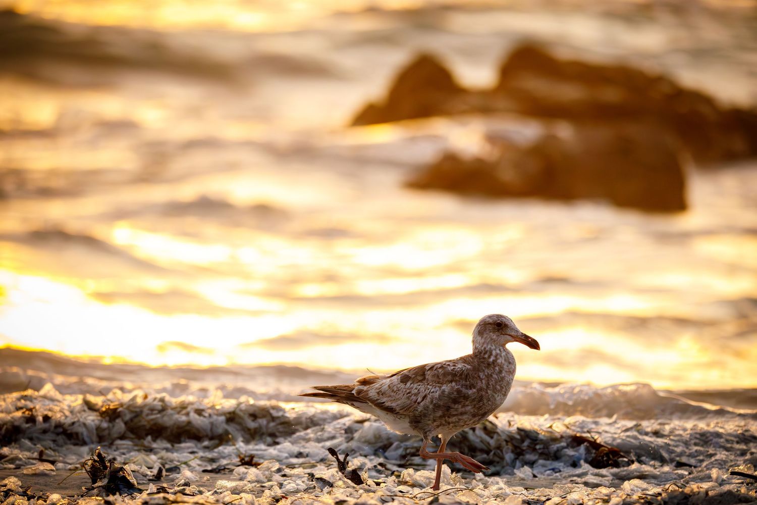 A seagull stands on a rocky beach shore at golden sunset with glowing waves and rocks in the background.