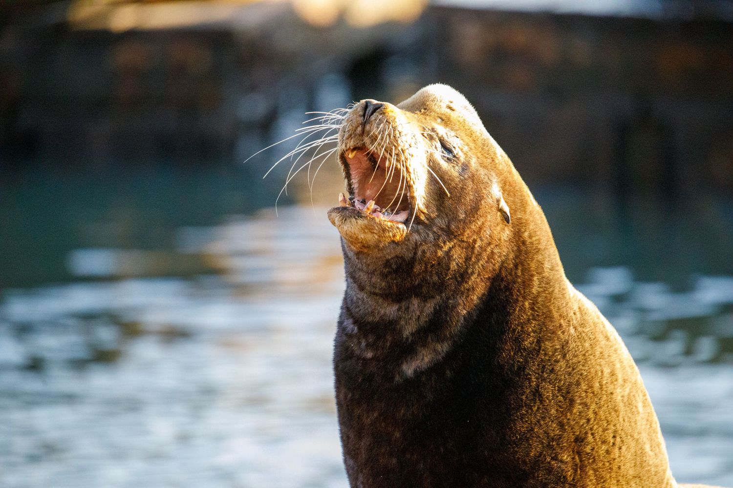 A Steller sea lion with open mouth roaring near shimmering blue water in bright sunlight.