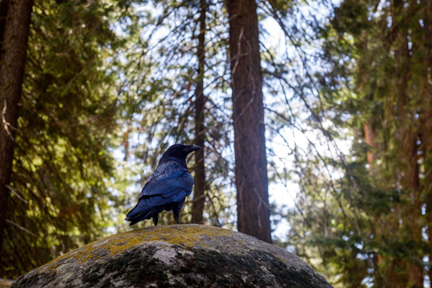 A black raven perched on a mossy boulder in a sunlit forest with tall pine trees in the background.