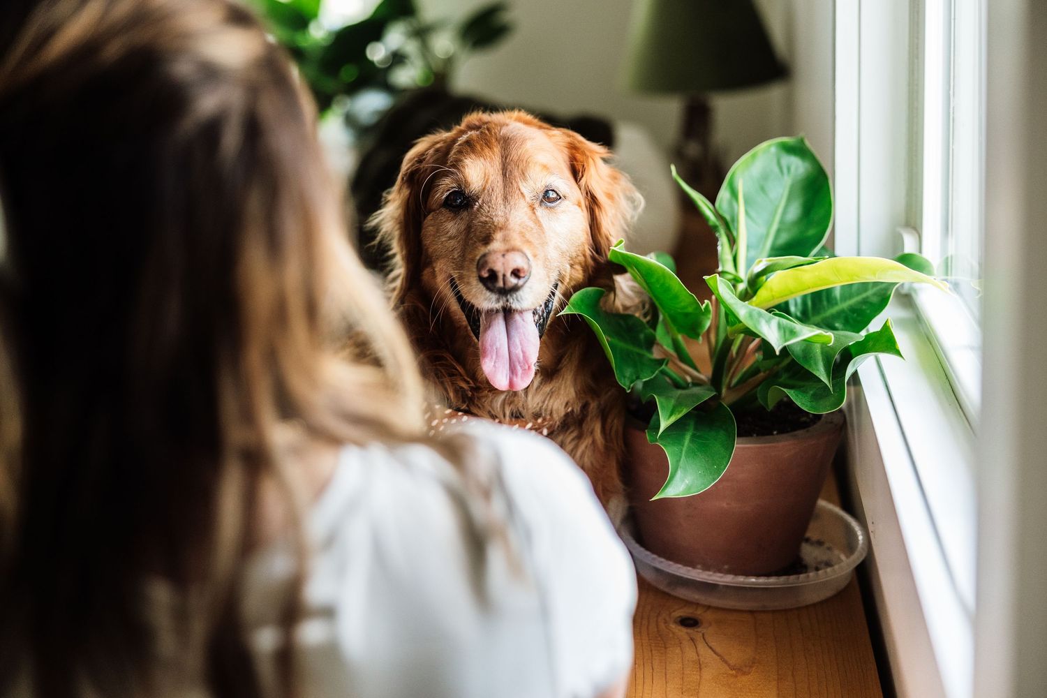 Happy golden retriever with tongue out looks at woman near window with tropical houseplant.