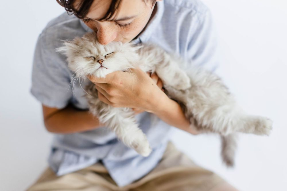 Little boy and kitten at studio on the alley in Zionsville, Indiana