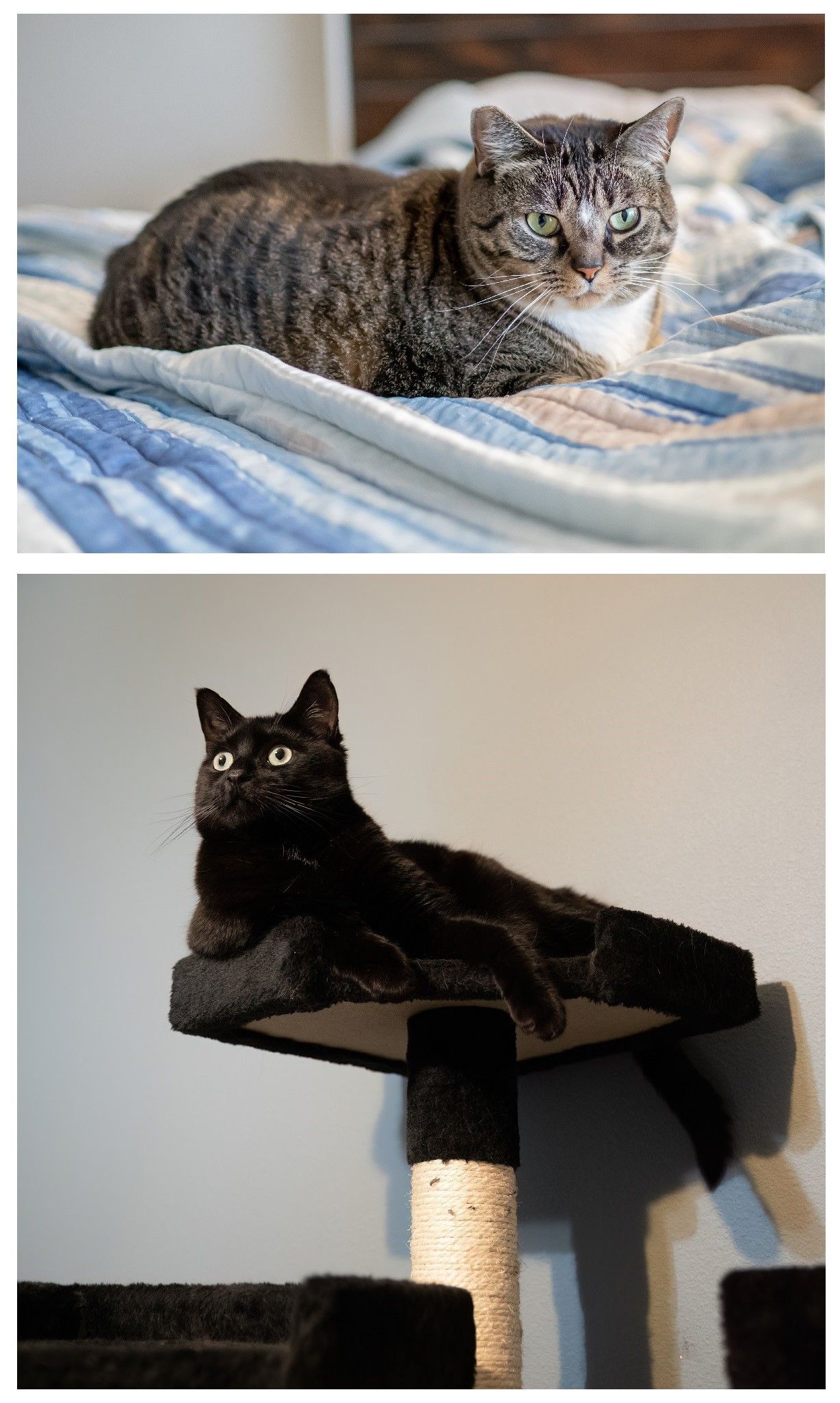Two cats, a tabby on a blue quilt and a black cat on a cat tree perch, posed in a split photo.