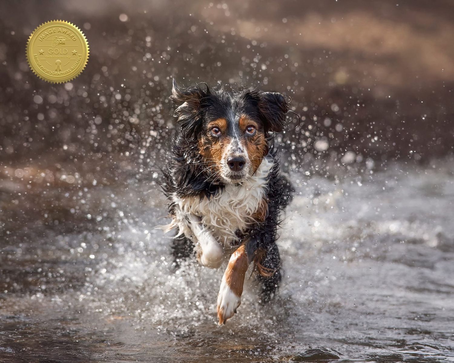 Series of action shots showing a dog splashing and running through water.