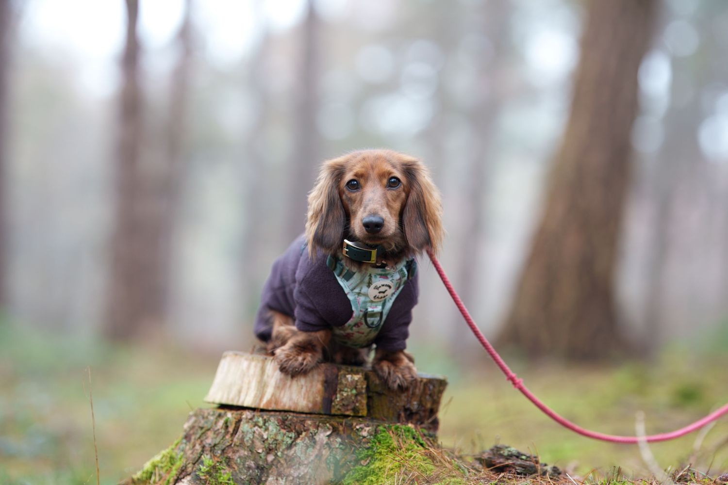 Dachshund dog wearing purple vest sits on tree stump in misty forest with red leash.