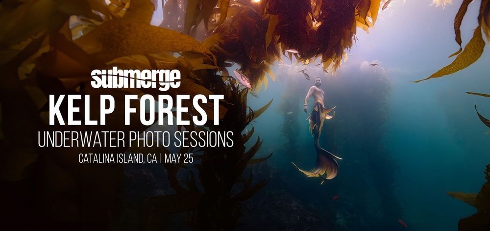 Divers swim through a majestic kelp forest during an underwater photo session in ethereal blue waters.