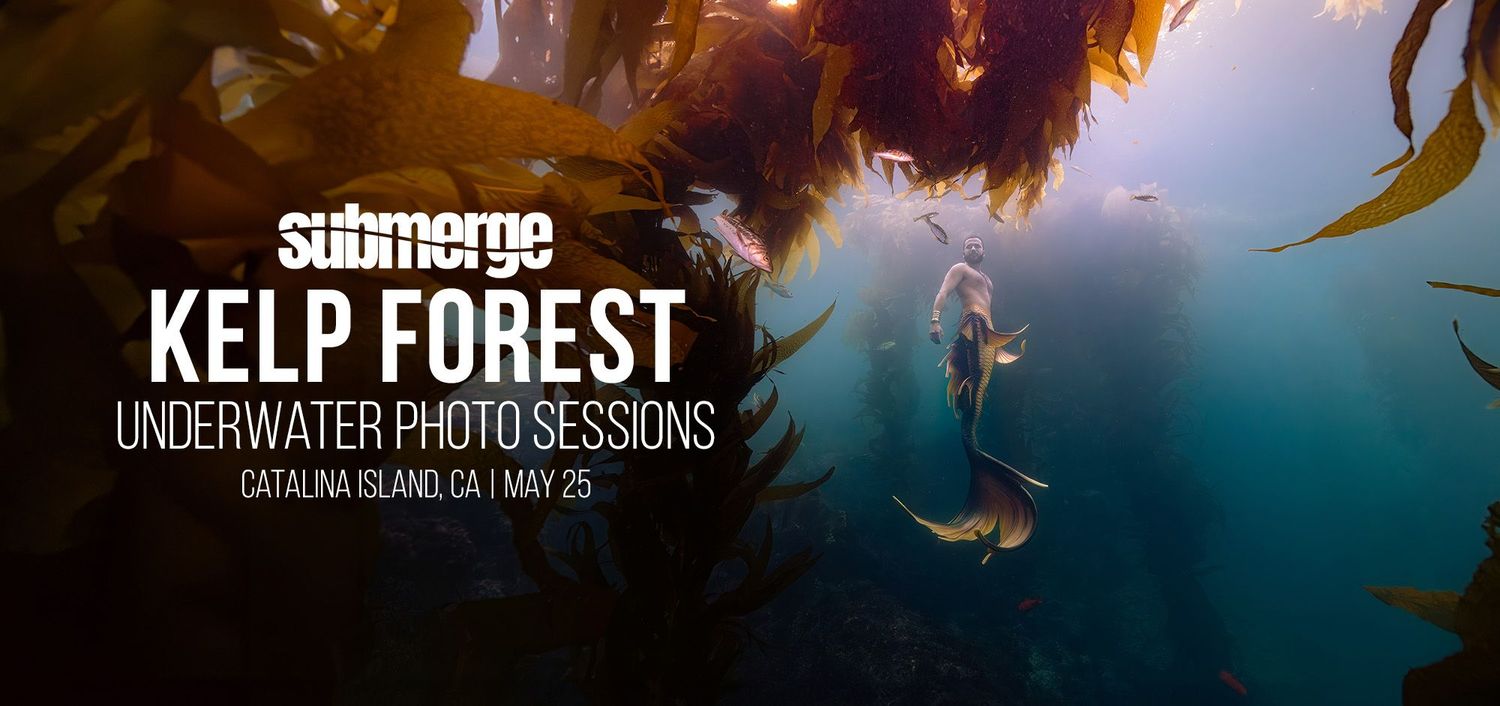 Divers swim through a majestic kelp forest during an underwater photo session in ethereal blue waters.