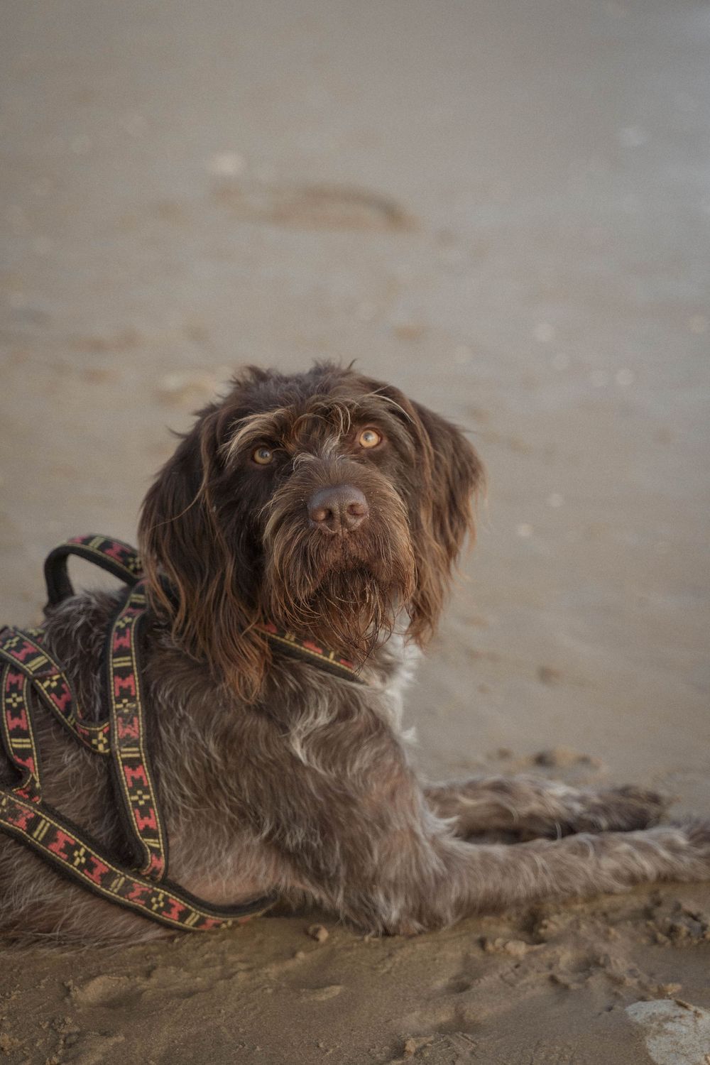 photography photographer photographe photographie mariage intimistes elopement authentique émotions motos chiens dogs