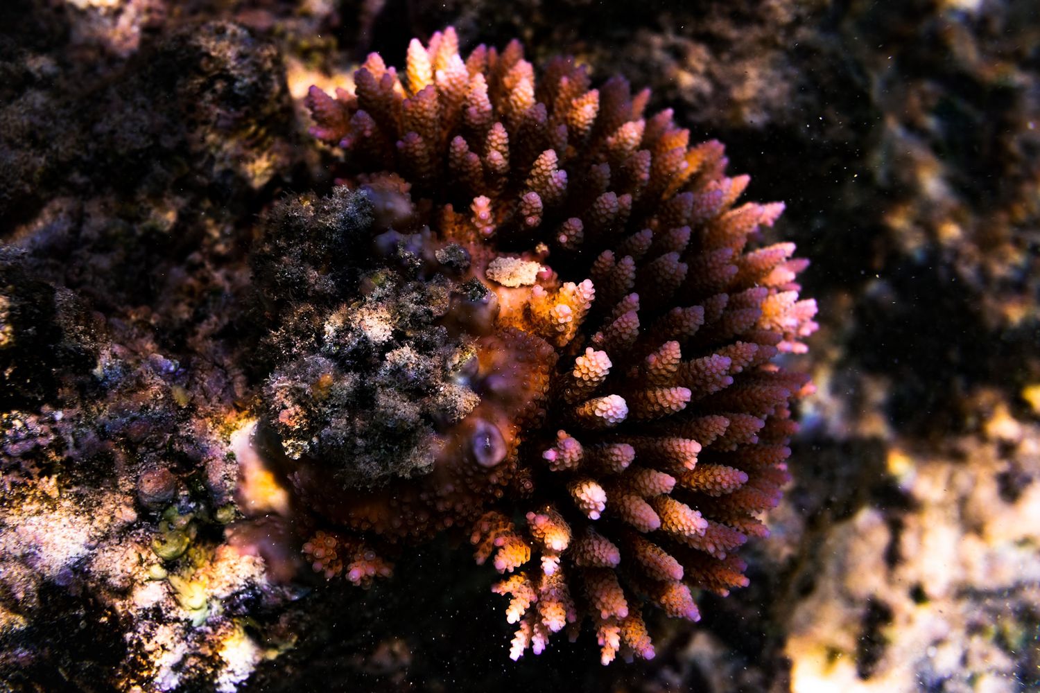 Close-up of a vibrant pink coral polyp formation on a dark reef.