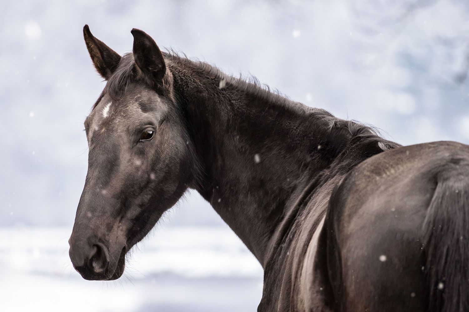 Family photographer. Childhood photographer. Equine photography. Massachusetts photographer.