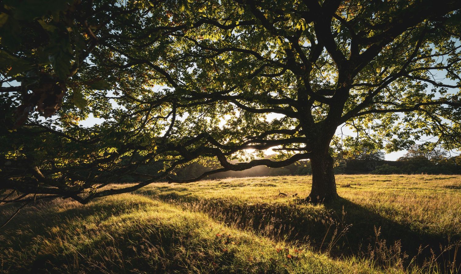 Sunlight filters through a large oak tree casting golden light over a lush green meadow at sunset.