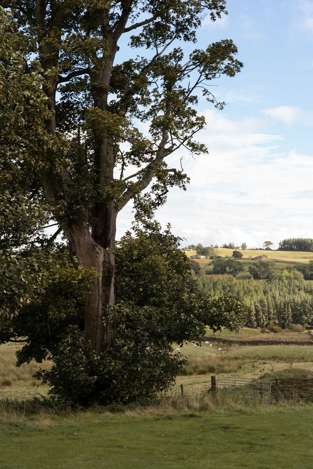 A panoramic view of rolling hills and farmland with a large tree in the foreground casting shade on green pastures.