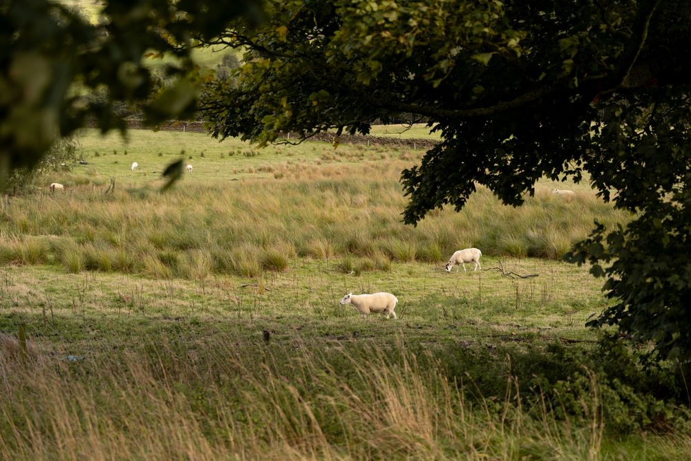 Two sheep grazing in a sunlit meadow with trees and tall grass in the background.