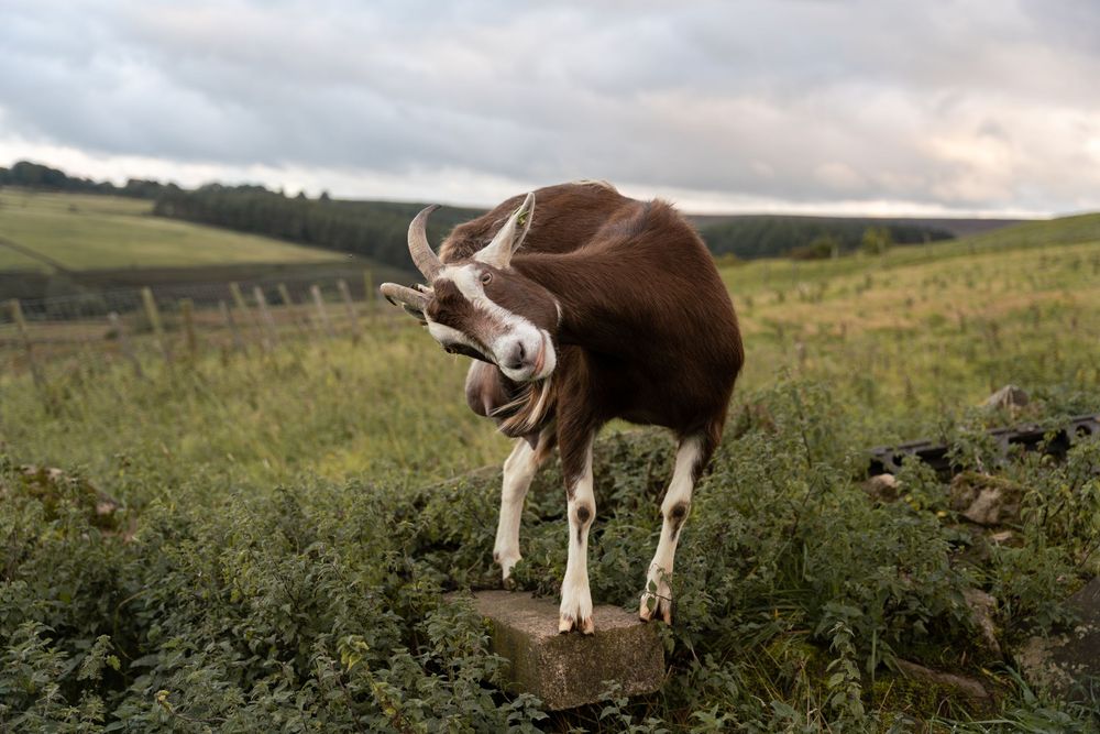 A brown and white cow stands on a rock in a green hillside pasture during sunset.