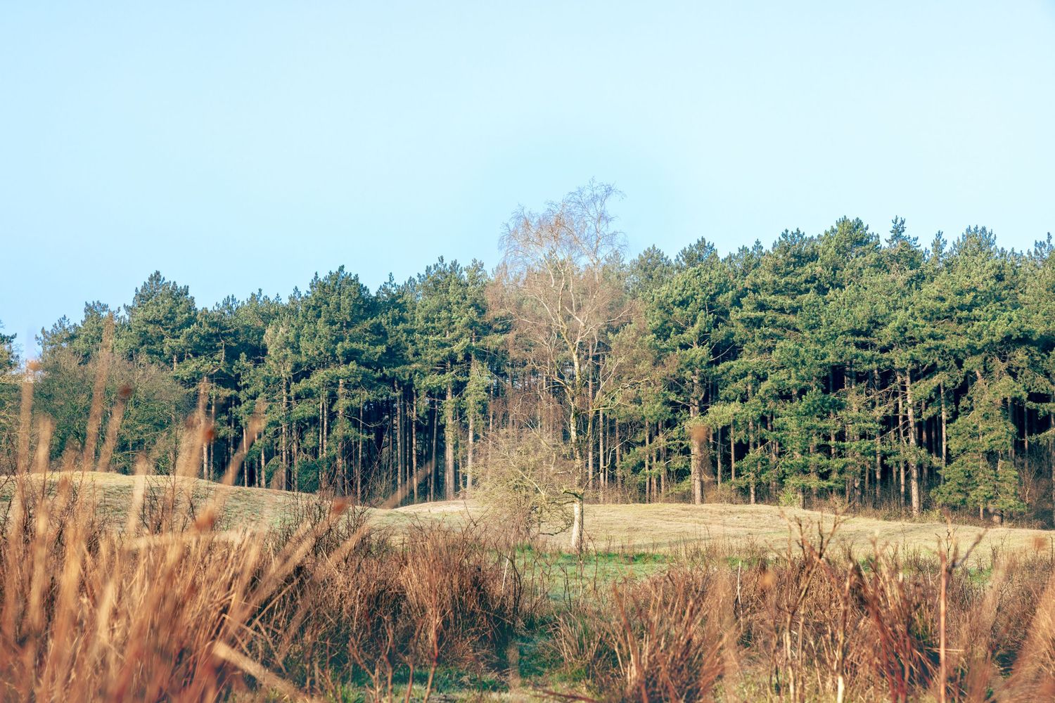 Een gebied vol bomen en duinlandschap. Gelegen naast een parkeerterrein, voor iedereen toegankelijk.