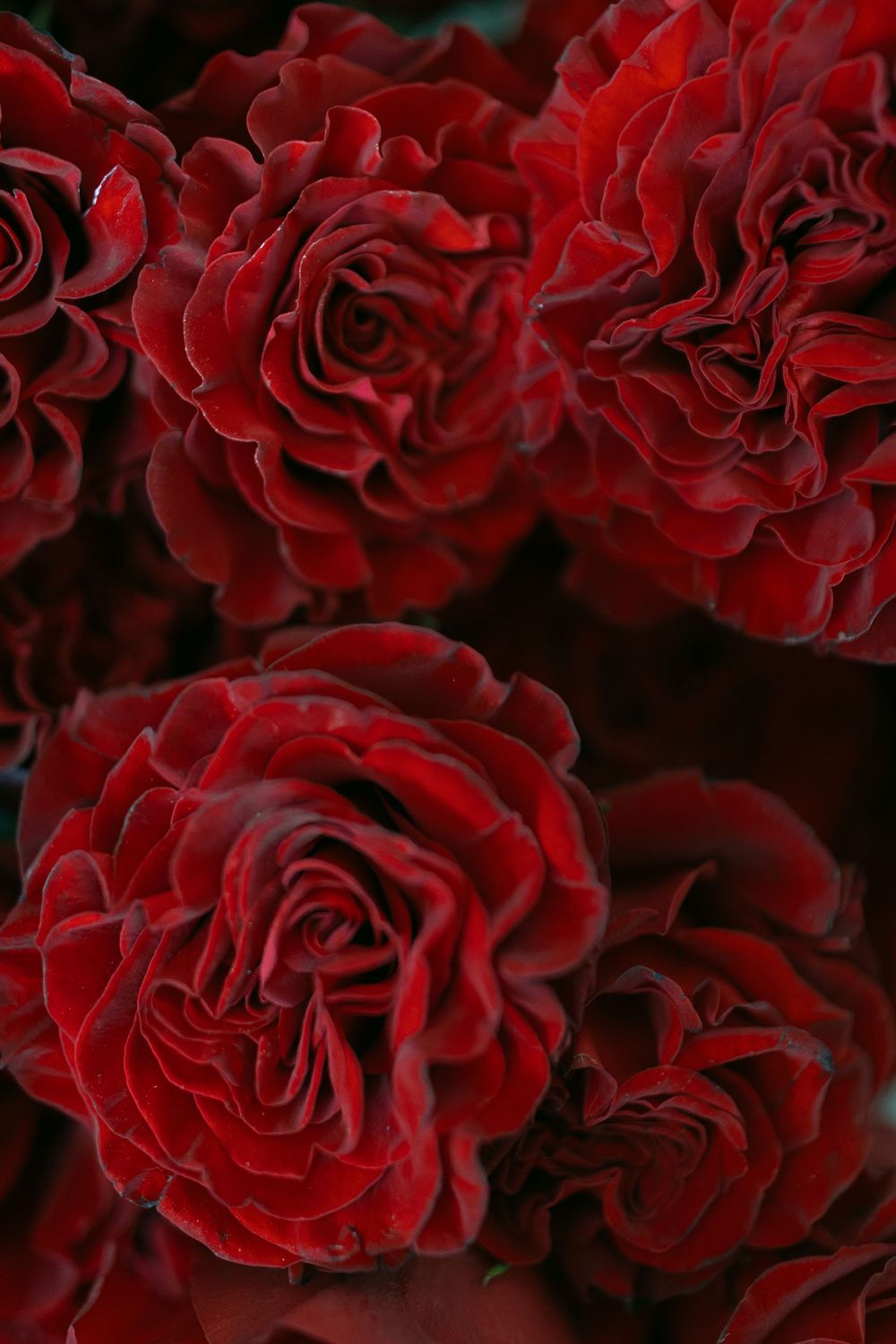 Close-up detail shot of deep red roses used in wedding decorations.