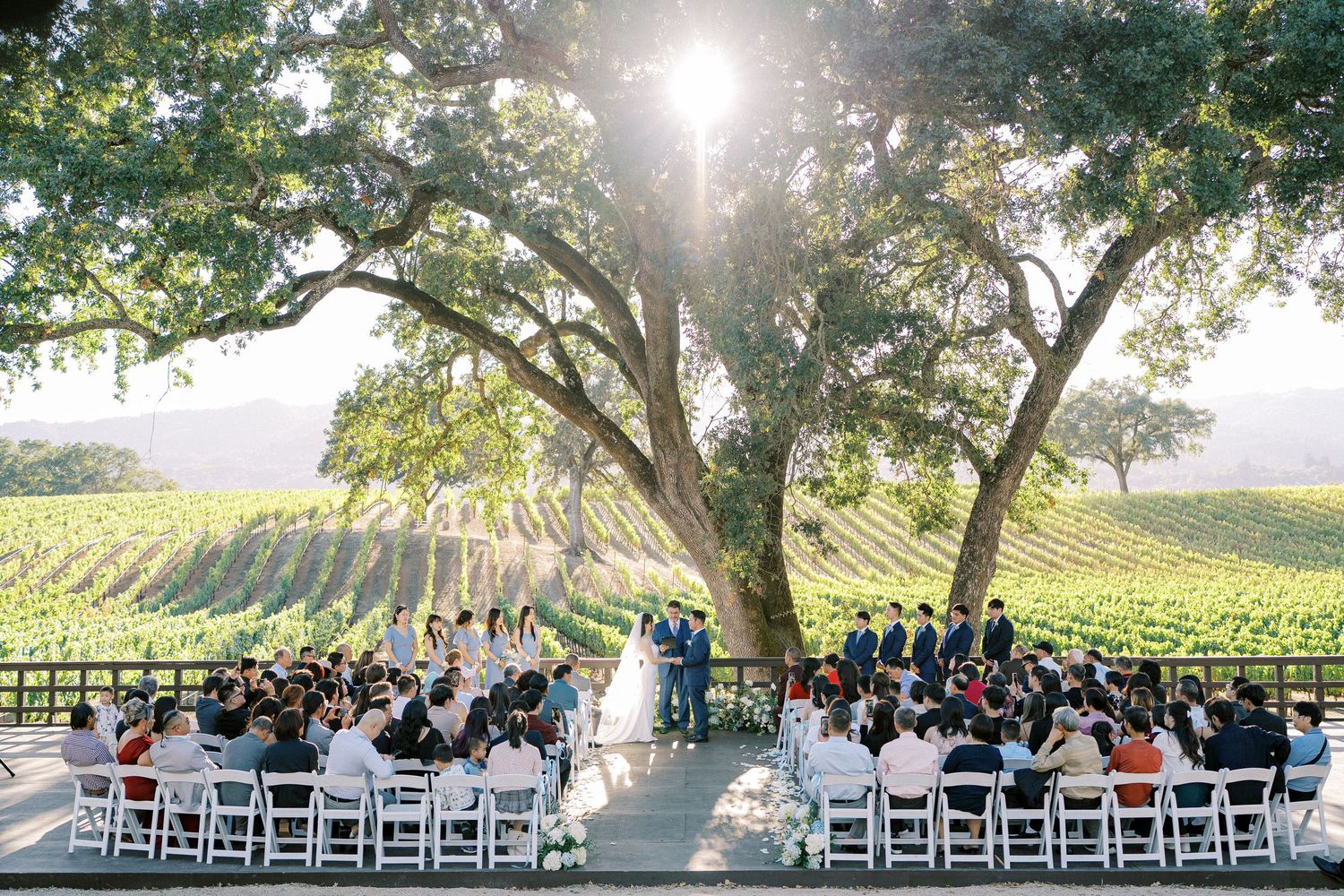 Outdoor wedding ceremony under a majestic oak tree overlooking scenic vineyard rows with white chairs and guests.