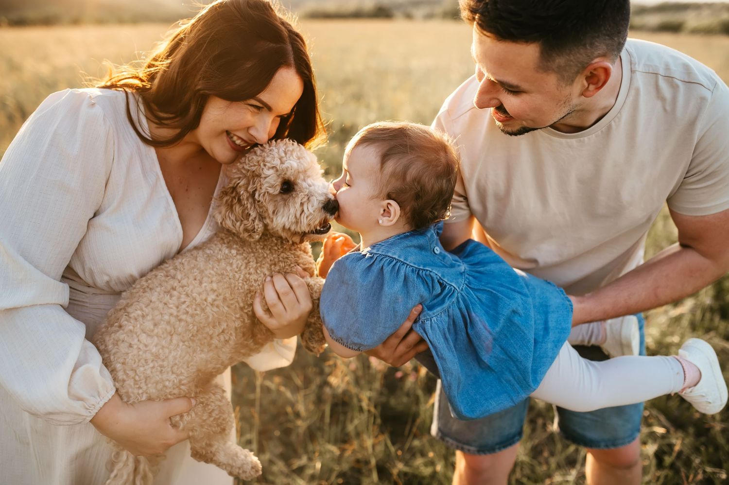 A family and their curly-haired dog share a joyful moment together in a golden wheat field at sunset.
