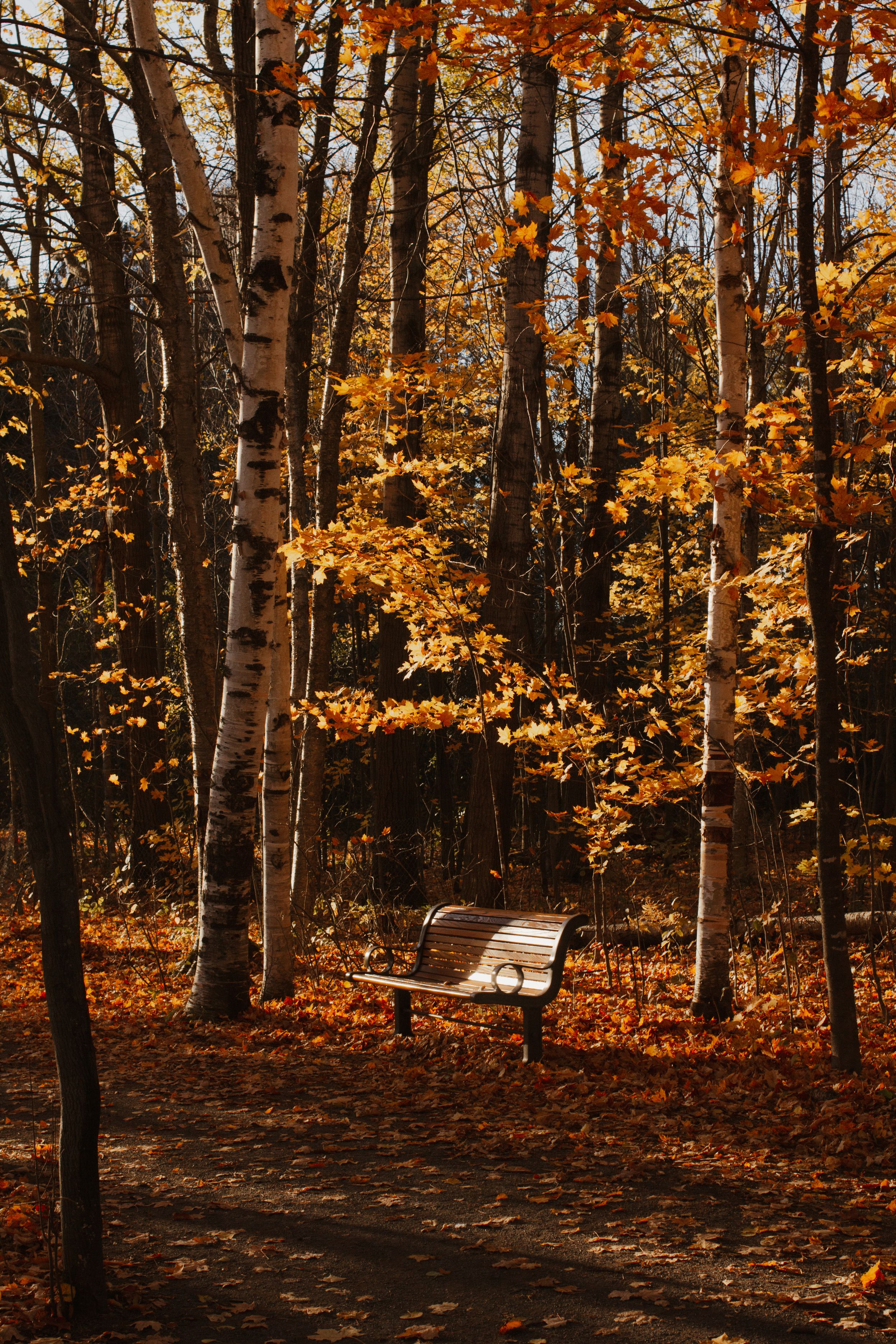 Solitary wooden bench along path in autumn forest with golden leaves and birch trees.