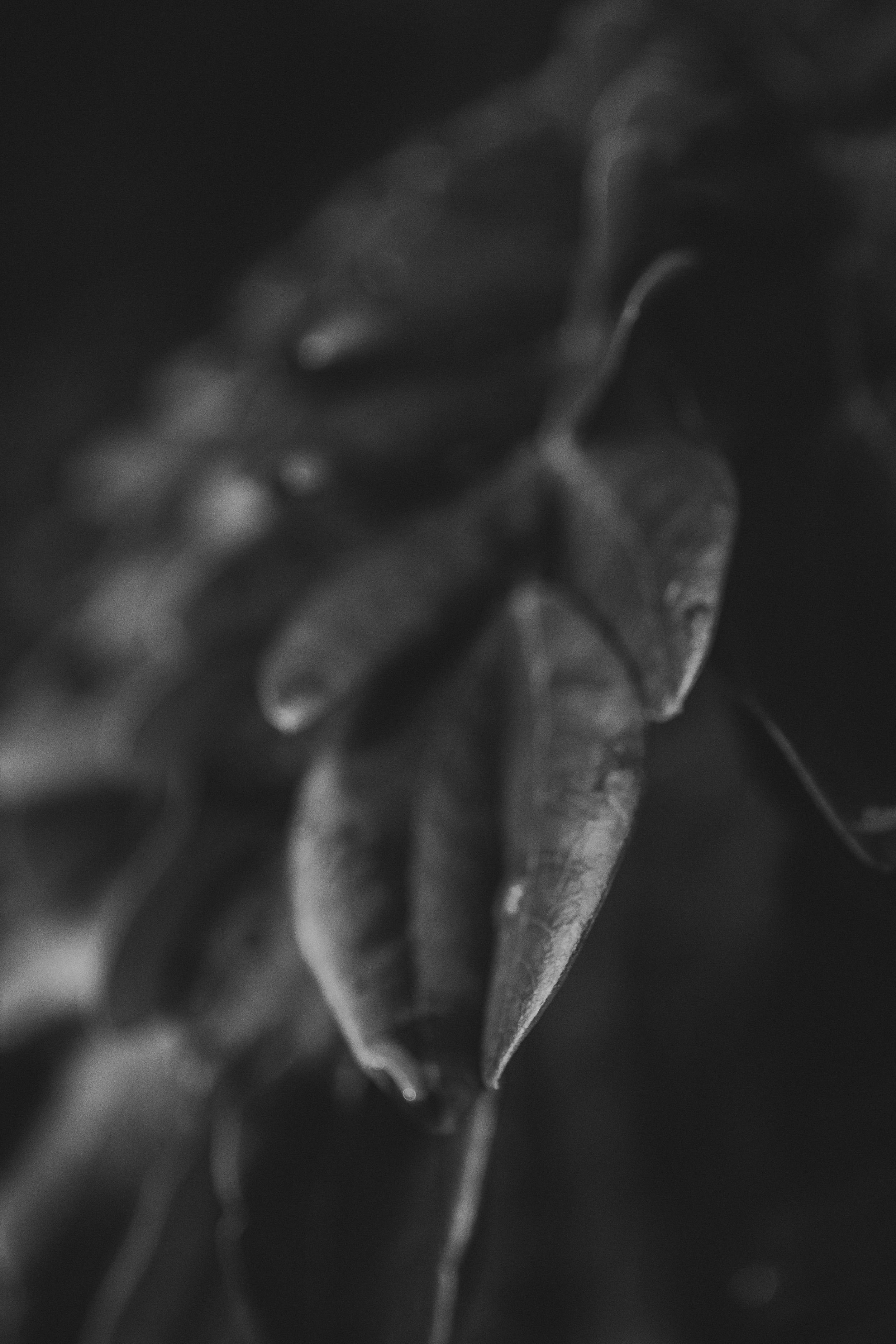 Close-up black and white macro shot of seed pods in soft focus.