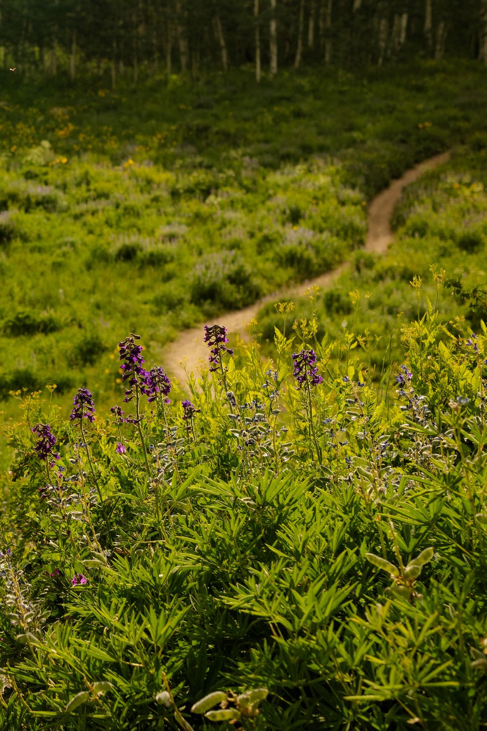 A winding dirt trail curves through vibrant yellow wildflowers and green vegetation in a summer forest landscape.